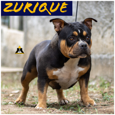 ZURIQUE of (not available)
