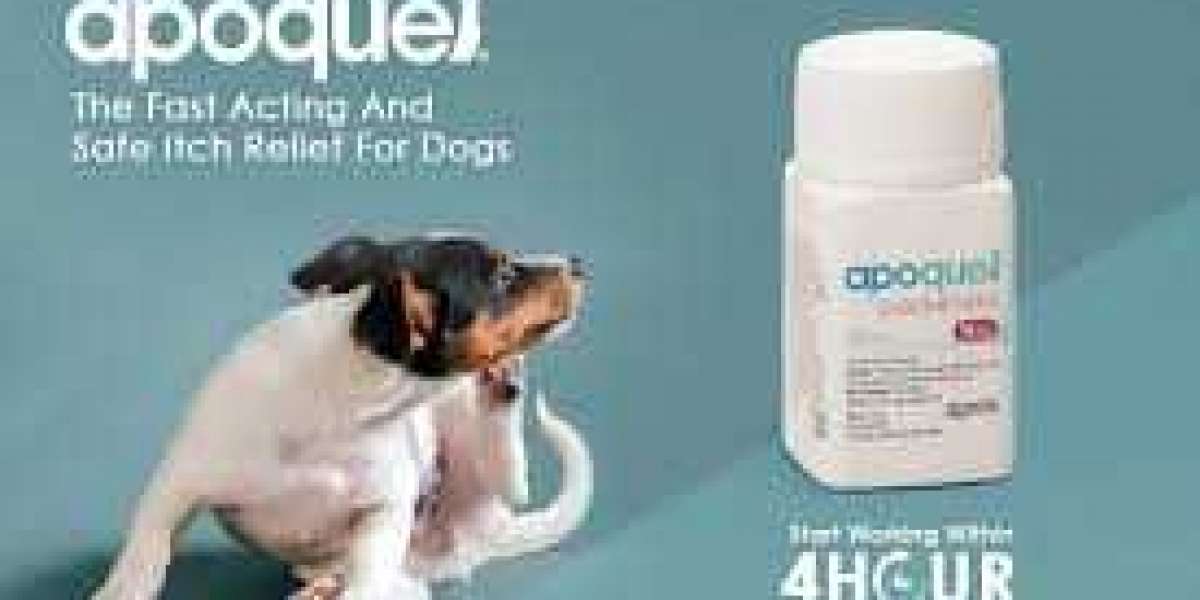 An Overview of Apoquel for Dogs With Allergies
