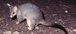 Possum Removal Richmond | Possum Pest Control Richmond