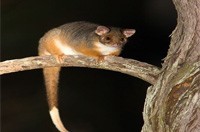 Possum Removal Hughesdale, Possum Pest Control Hughesdale